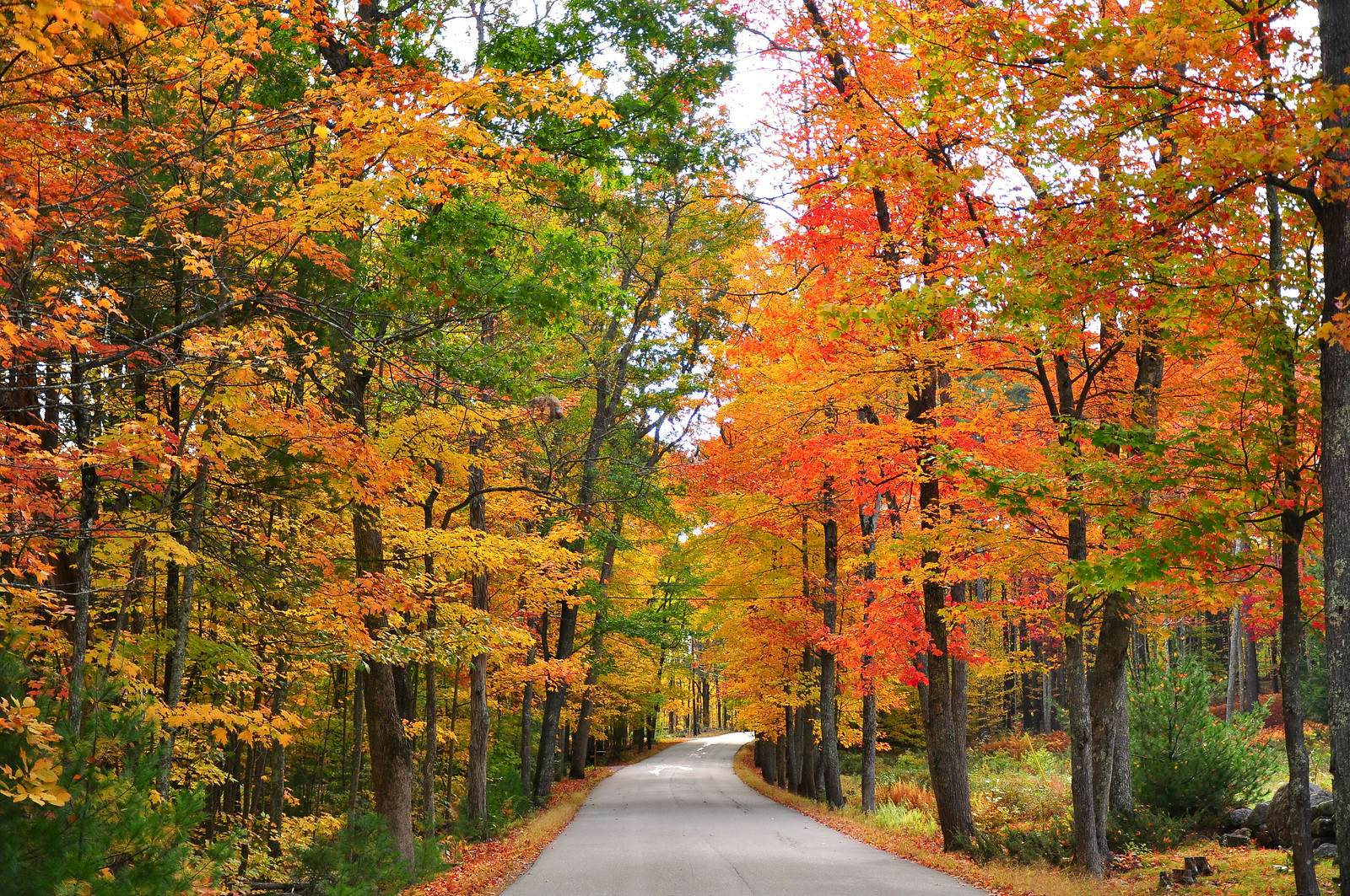 fall foliage around a pathway