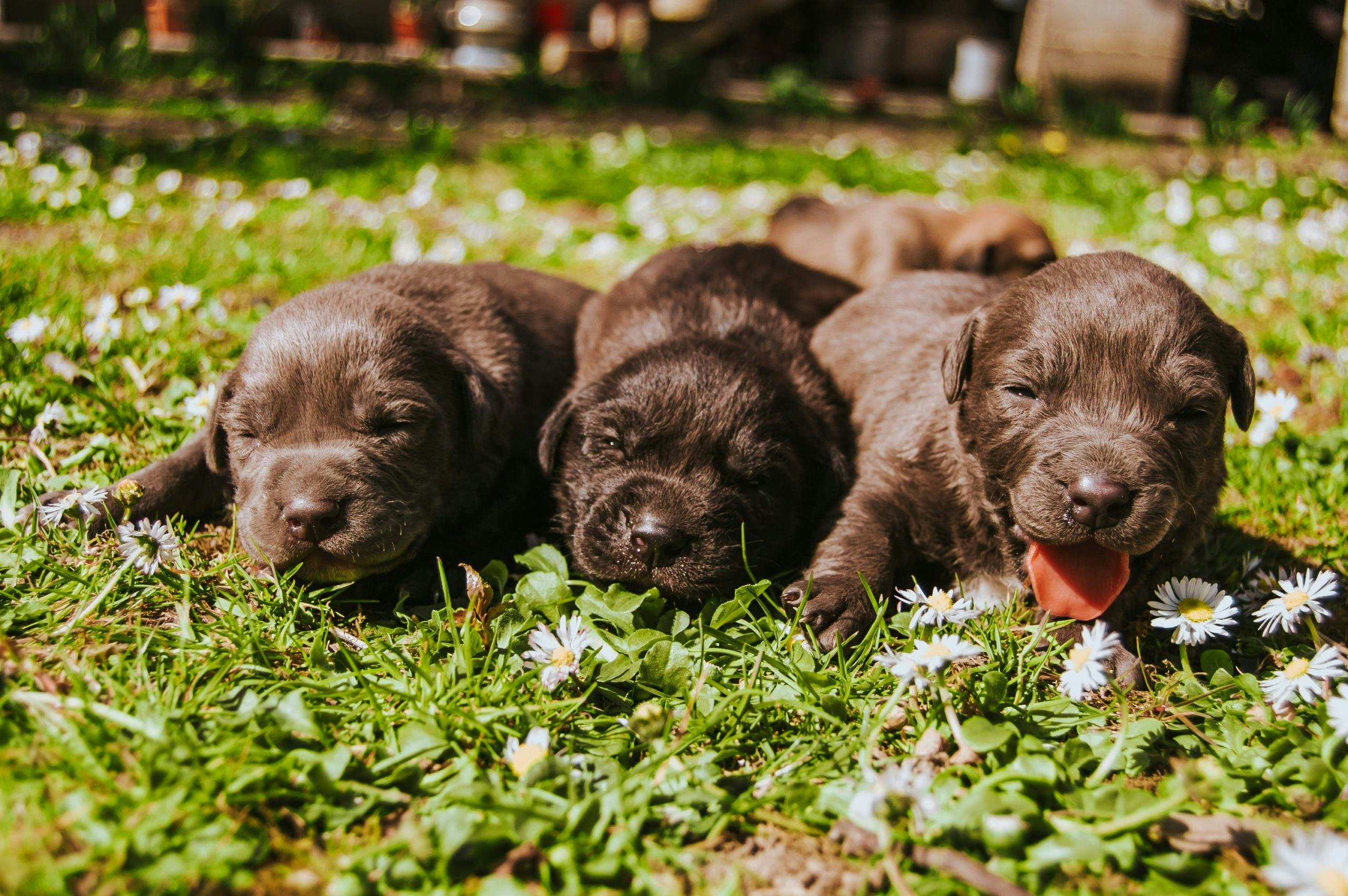 three puppies laying in the grass