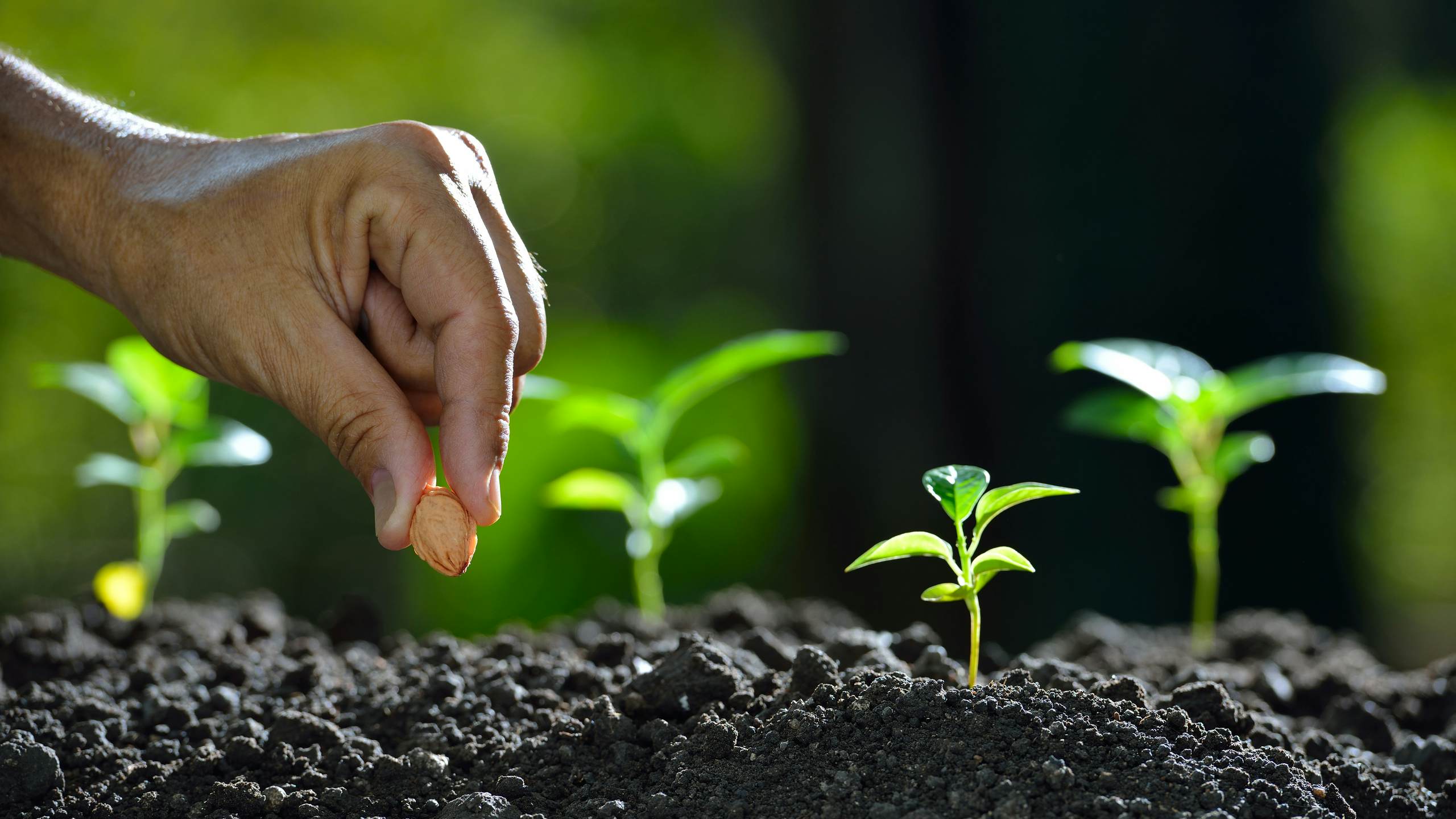 planting seeds in the dirt around sprouting plants