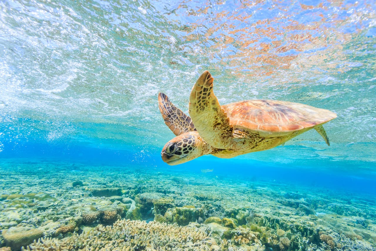 Sea Turtle swimming under water