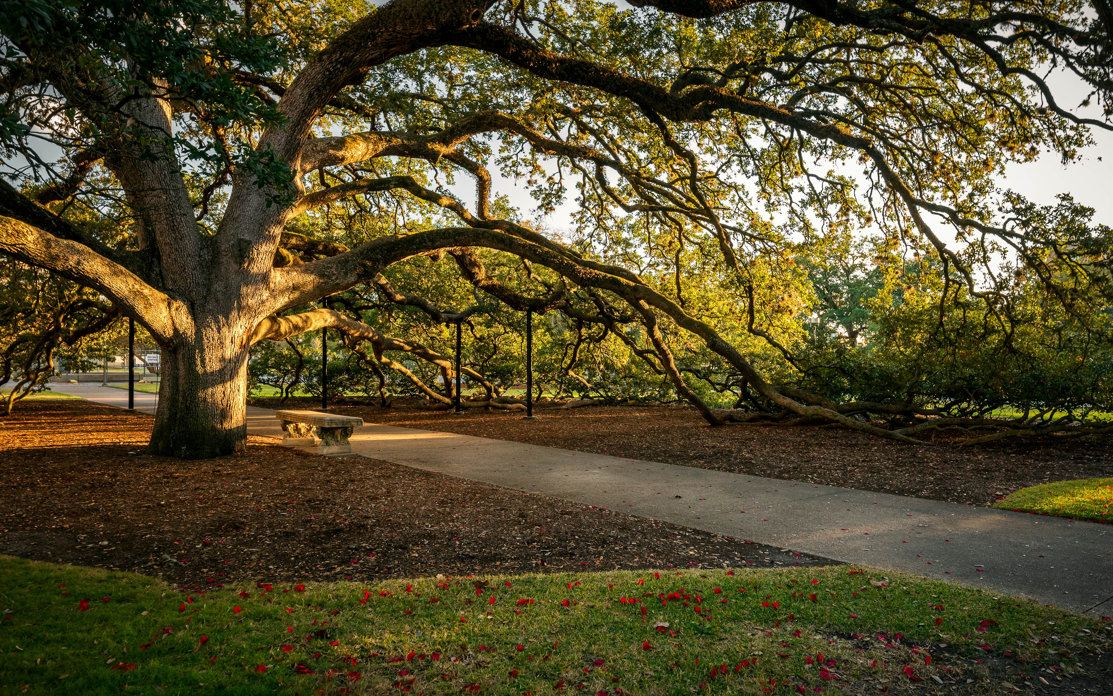 Texas A&M Century Tree